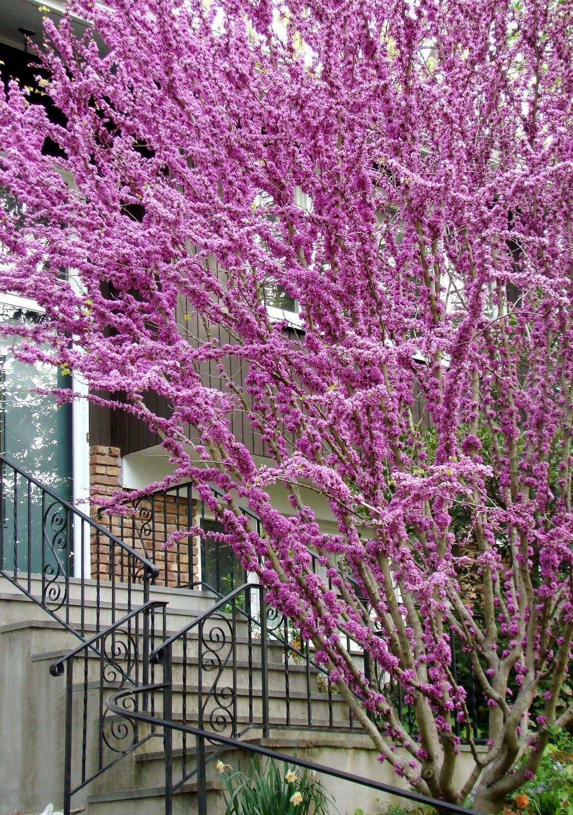 Cercis Canadensis 'forest Pansy' Single Stem - View 5 from www redcrocus com