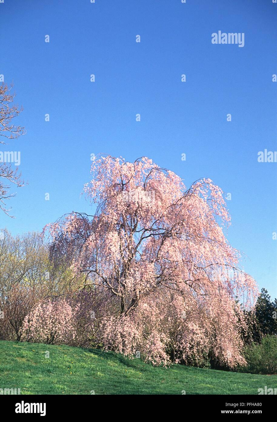 Prunus Subhirtella Pendula Plena Rosea Single Stem - View 10 from www redcrocus com