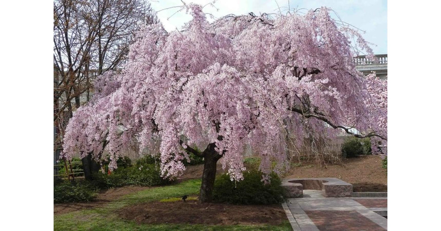 Prunus Subhirtella Pendula Plena Rosea Single Stem - View 12 from www redcrocus com