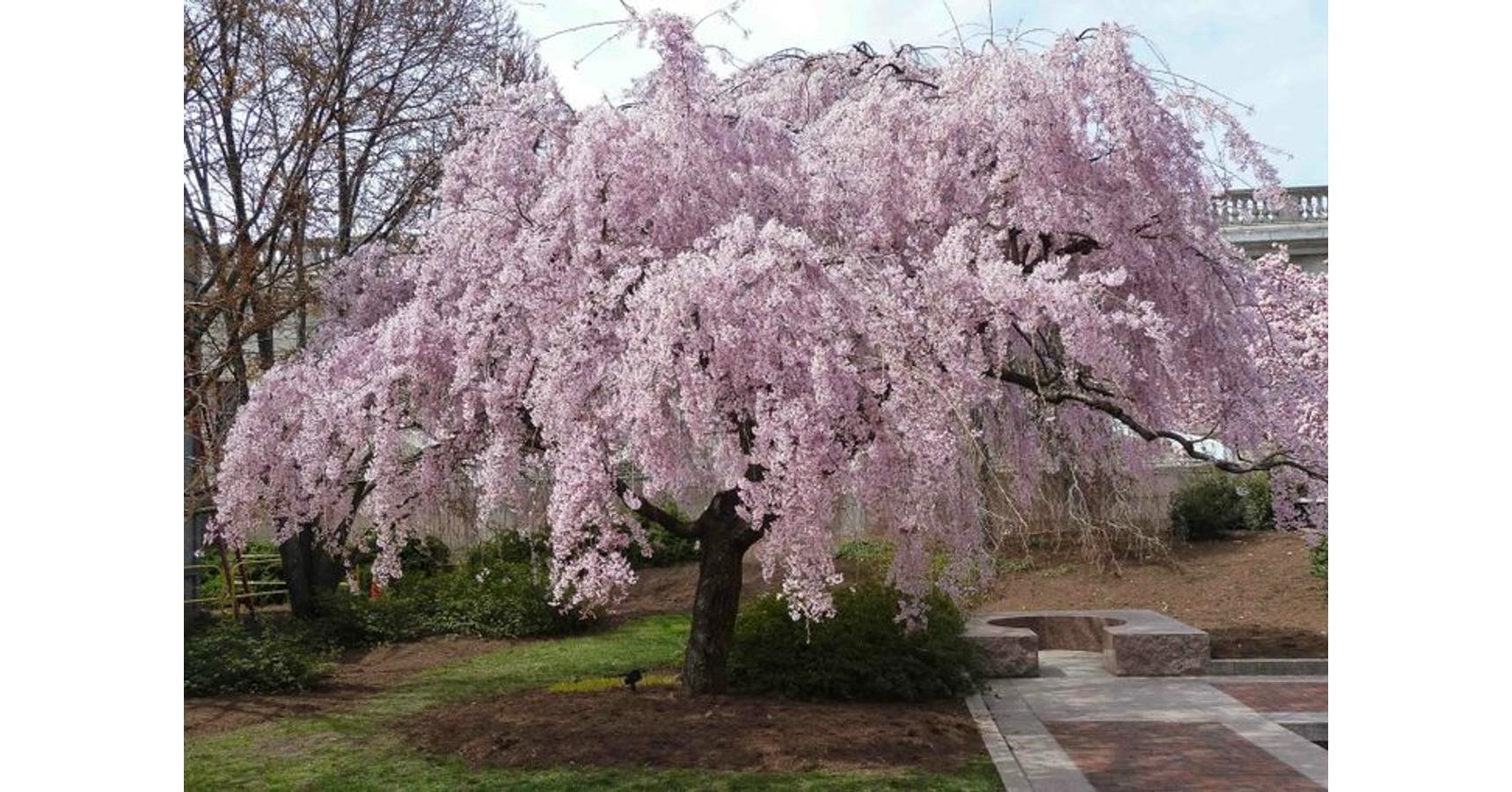 Prunus Subhirtella Pendula Plena Rosea Single Stem - View 12 from www redcrocus com