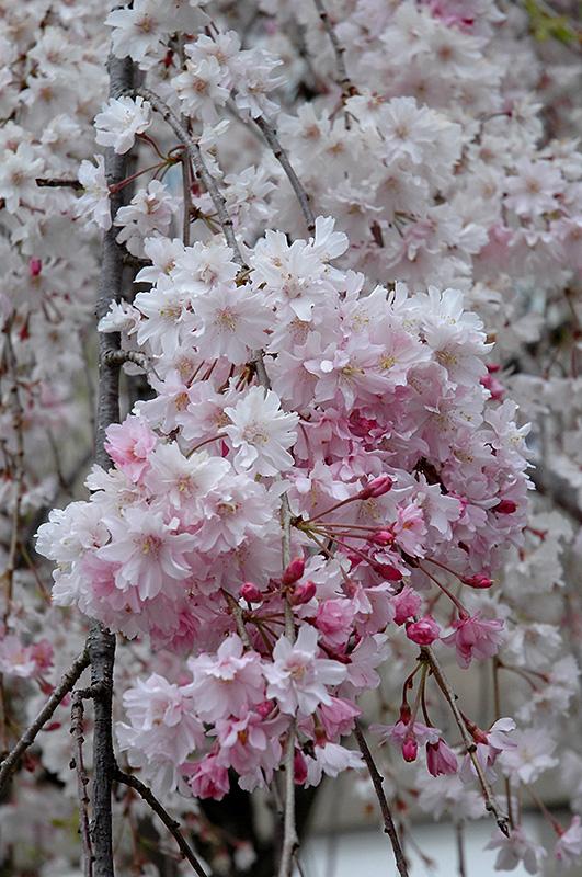 Prunus Subhirtella Pendula Plena Rosea Single Stem - View 17 from www redcrocus com