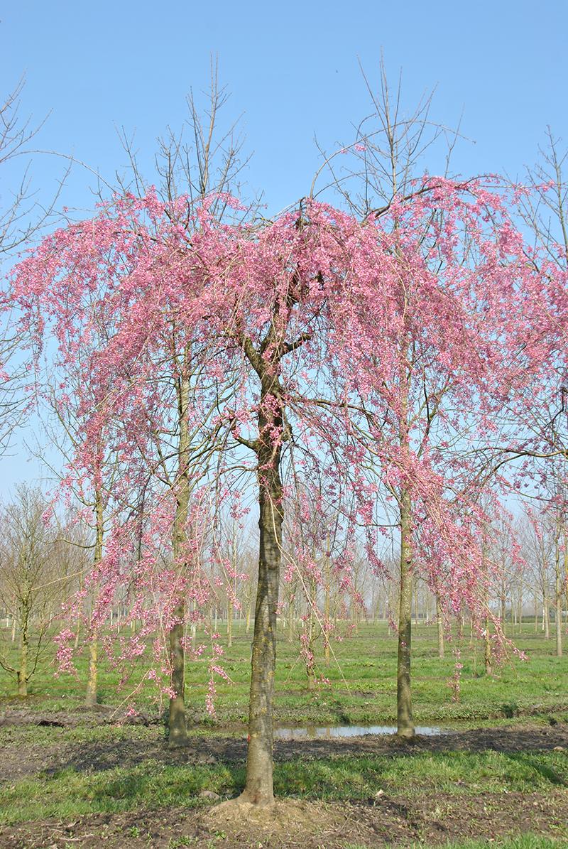 Prunus Subhirtella Pendula Plena Rosea Single Stem - View 1 from www redcrocus com