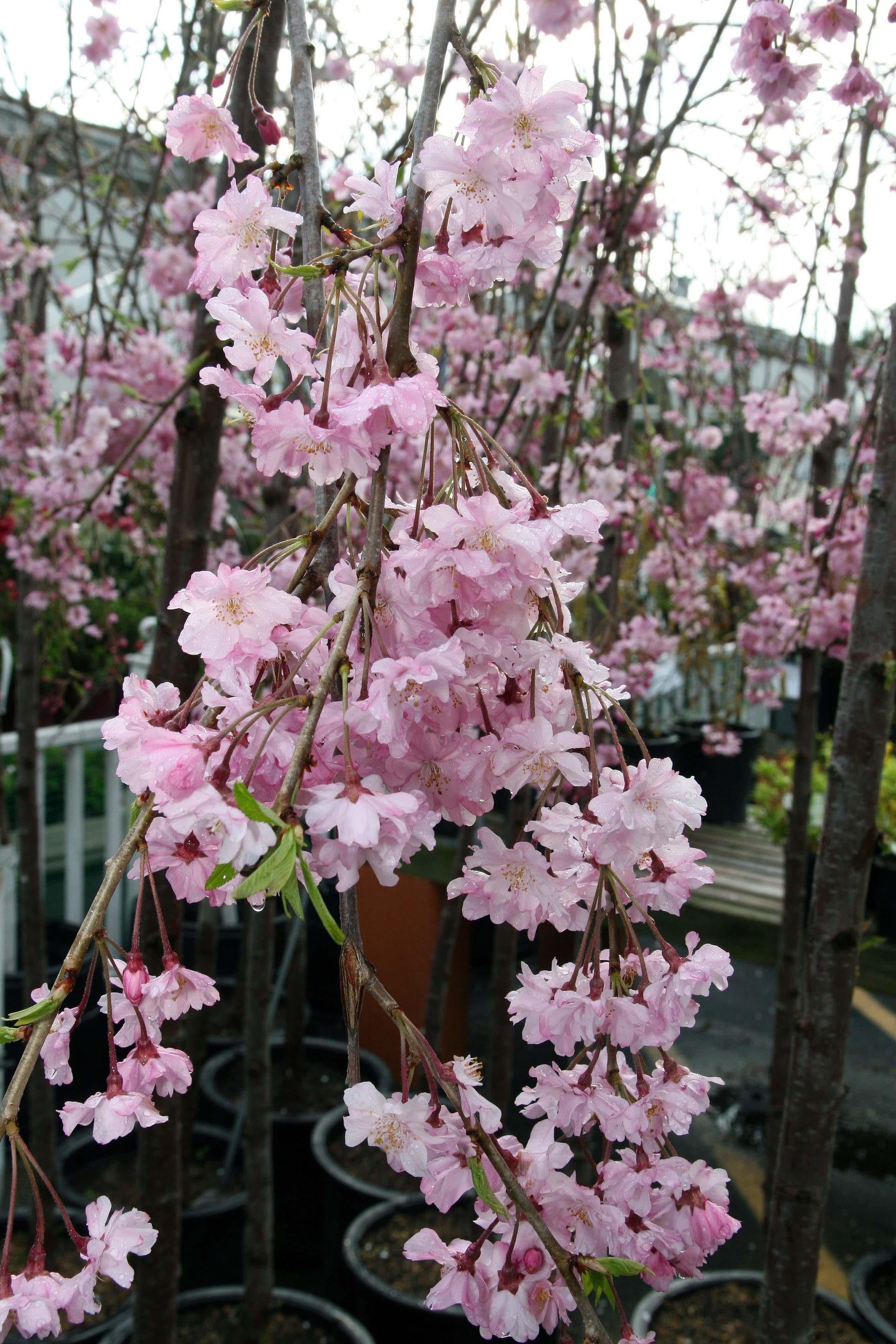 Prunus Subhirtella Pendula Plena Rosea Single Stem - View 2 from www redcrocus com