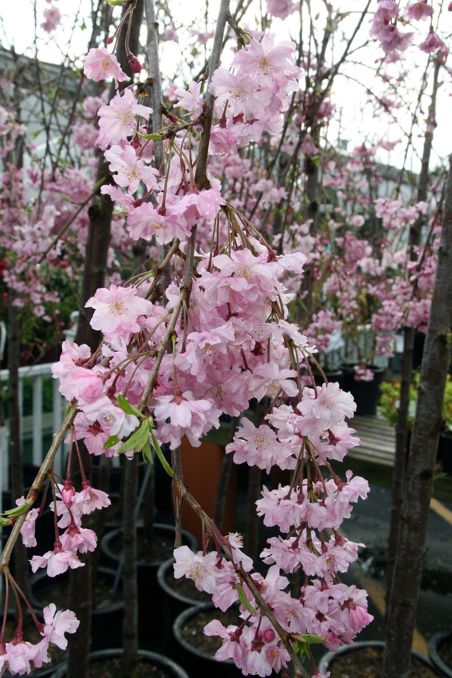 Prunus Subhirtella Pendula Plena Rosea Single Stem - View 2 from www redcrocus com