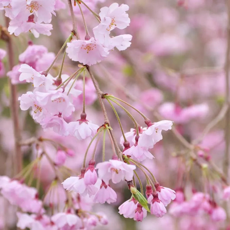 Prunus Subhirtella Pendula Plena Rosea Single Stem - View 2 from www redcrocus com