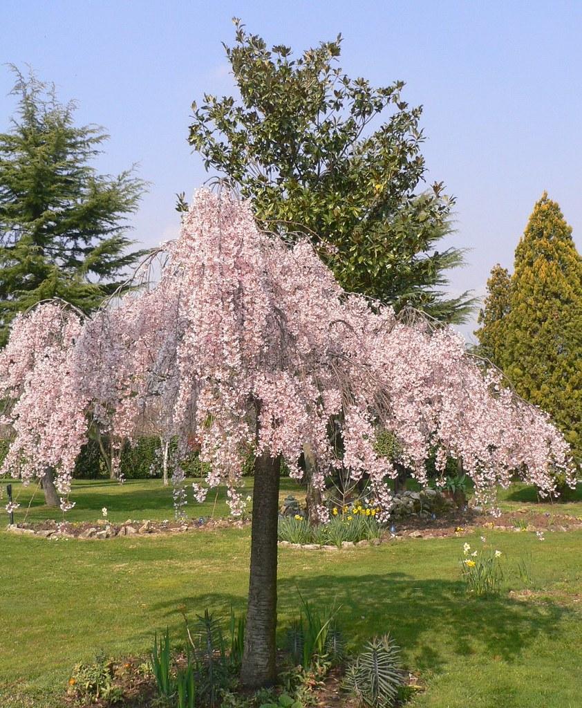 Prunus Subhirtella Pendula Plena Rosea Single Stem - View 4 from www redcrocus com