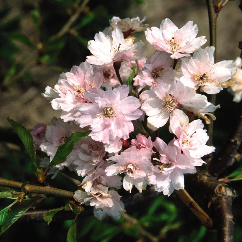 Prunus Subhirtella Pendula Plena Rosea Single Stem - View 6 from www redcrocus com