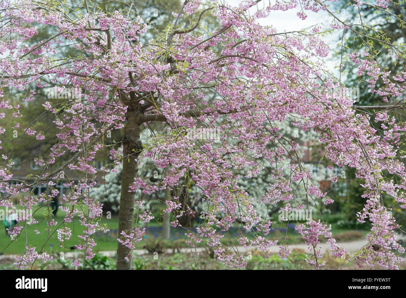 Prunus Subhirtella Pendula Plena Rosea Single Stem - View 8 from www redcrocus com