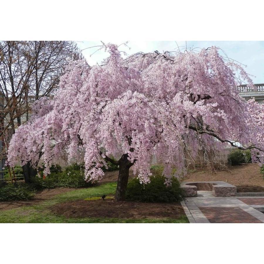 Prunus Subhirtella Pendula Plena Rosea Single Stem - View 9 from www redcrocus com