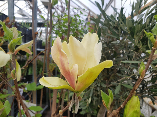 Magnolia Sunsation Single Stem - View 10 from www redcrocus com