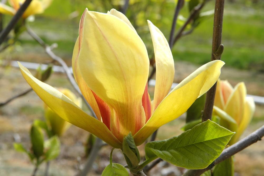 Magnolia Sunsation Single Stem - View 11 from www redcrocus com