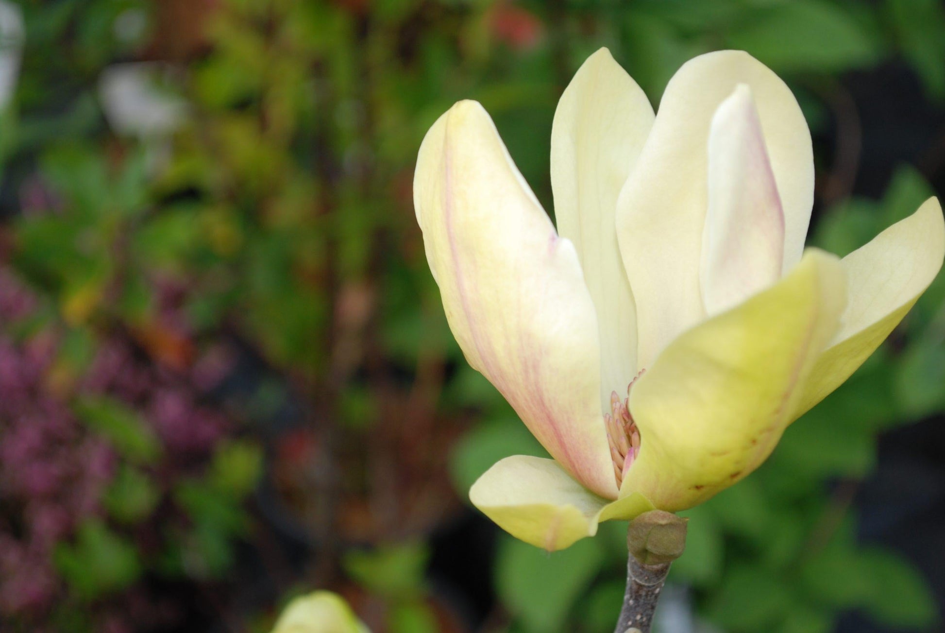 Magnolia Sunsation Single Stem - View 12 from www redcrocus com