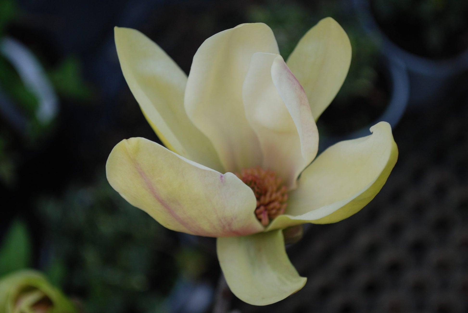Magnolia Sunsation Single Stem - View 15 from www redcrocus com