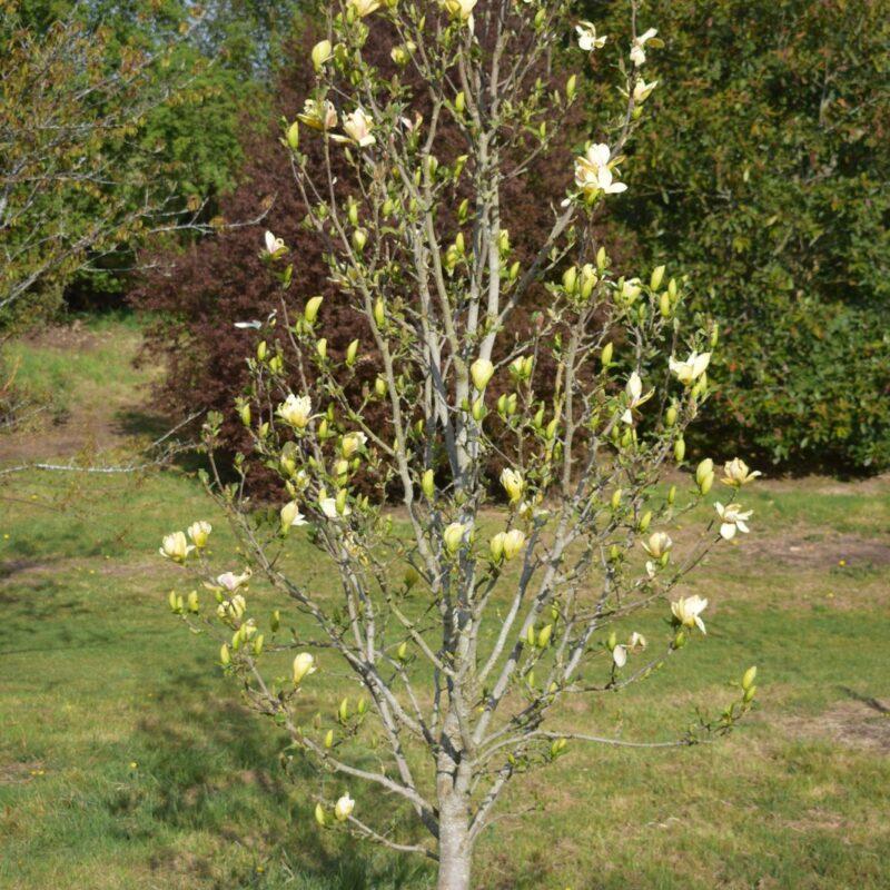 Magnolia Sunsation Single Stem - View 16 from www redcrocus com