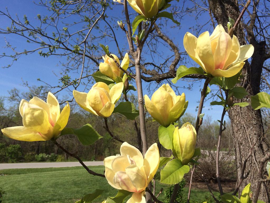 Magnolia Sunsation Single Stem - View 18 from www redcrocus com