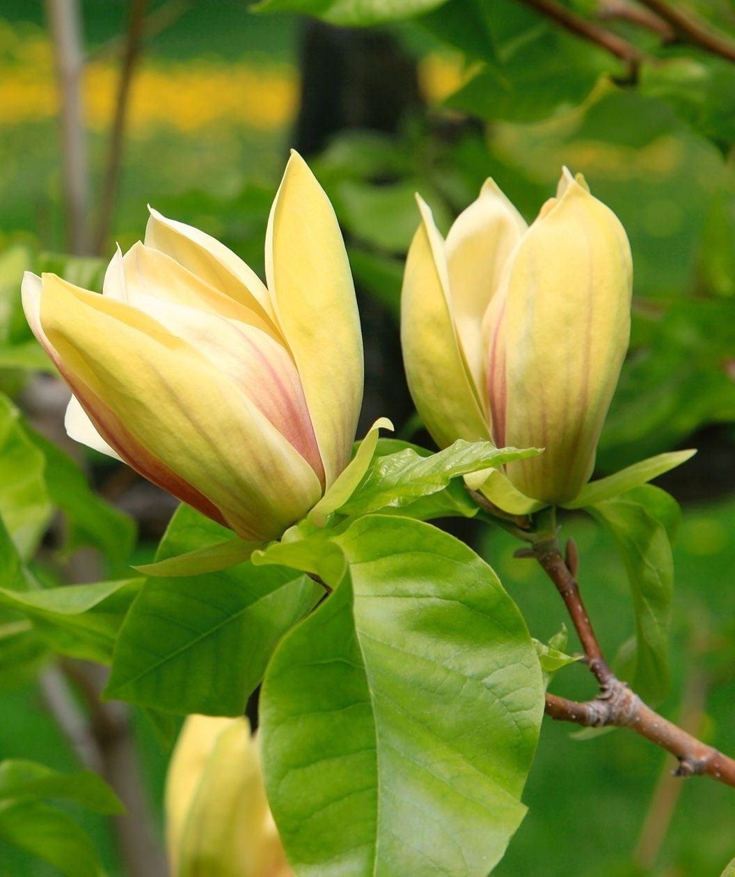 Magnolia Sunsation Single Stem - View 1 from www redcrocus com