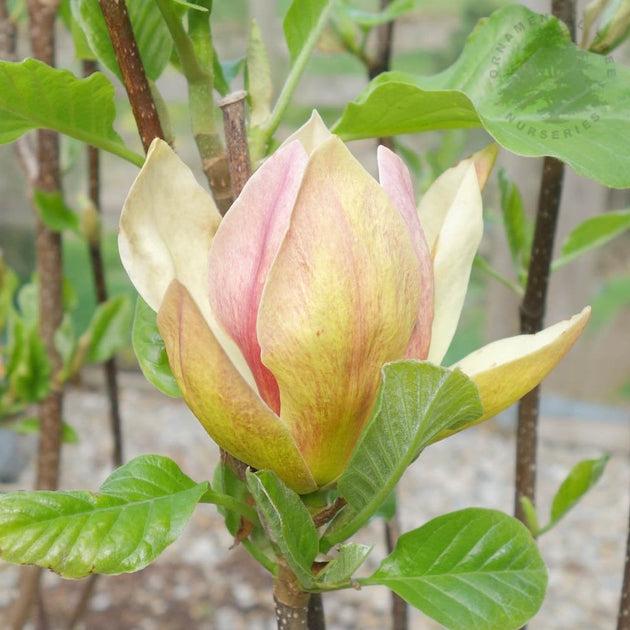 Magnolia Sunsation Single Stem - View 2 from www redcrocus com