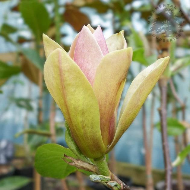 Magnolia Sunsation Single Stem - View 3 from www redcrocus com