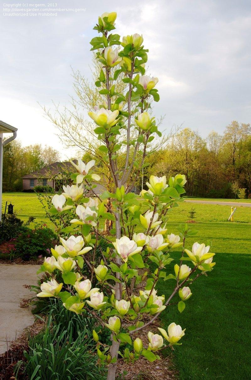 Magnolia Sunsation Single Stem - View 4 from www redcrocus com