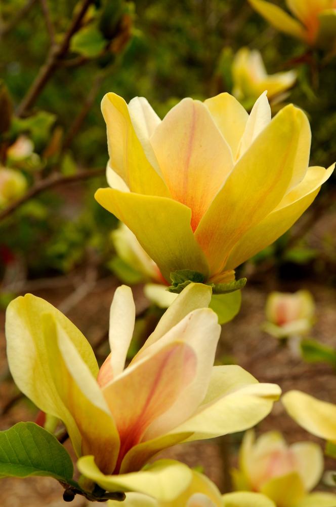 Magnolia Sunsation Single Stem - View 8 from www redcrocus com
