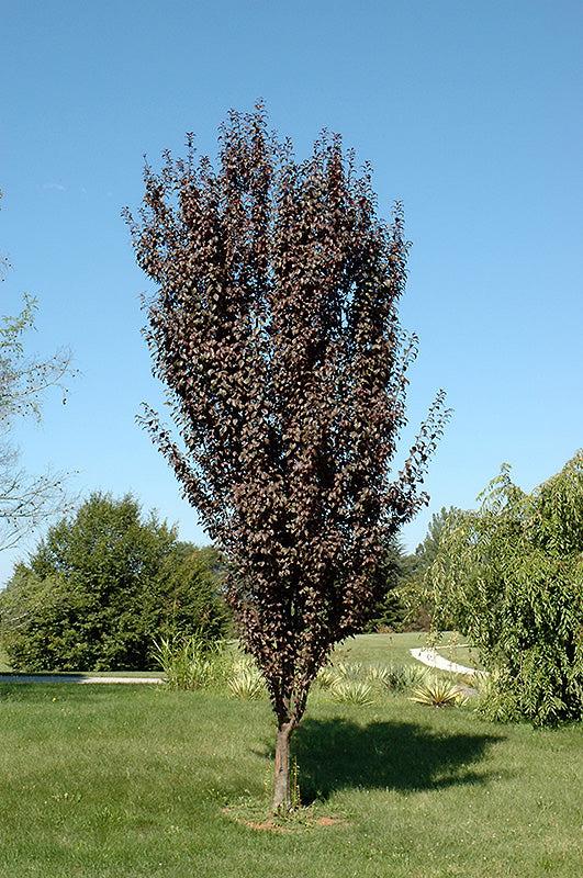 Prunus Cerasifera 'crimson Pointe' - View 10 from www redcrocus com