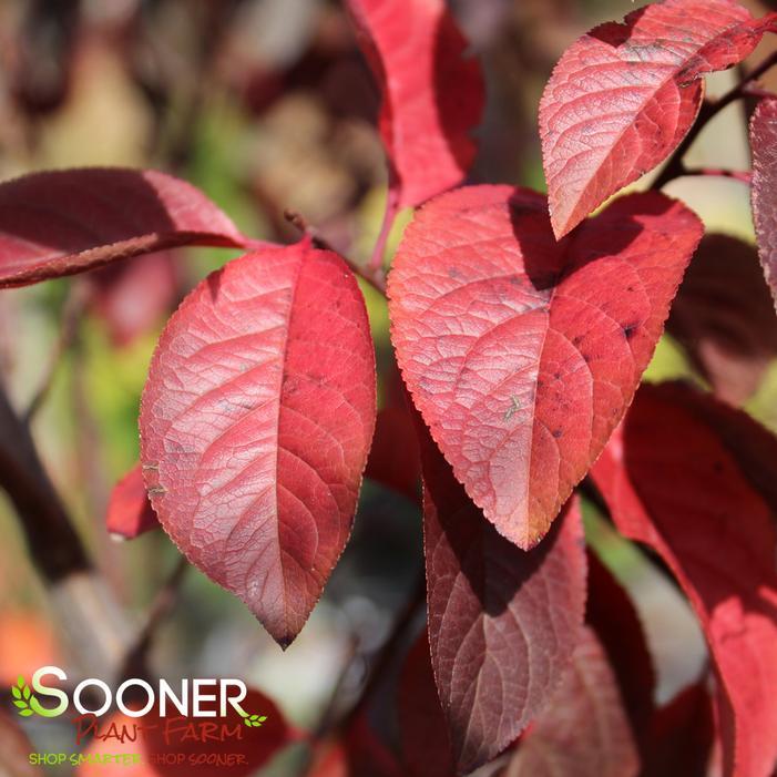 Prunus Cerasifera 'crimson Pointe' - View 14 from www redcrocus com