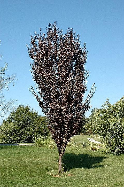 Prunus Cerasifera 'crimson Pointe' - View 15 from www redcrocus com
