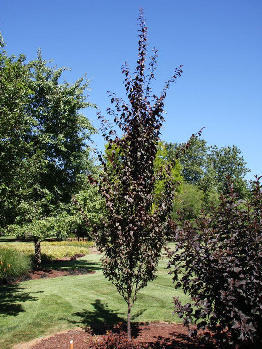 Prunus Cerasifera 'crimson Pointe' - View 1 from www redcrocus com