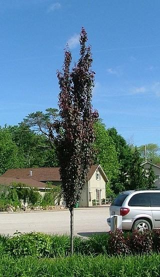 Prunus Cerasifera 'crimson Pointe' - View 20 from www redcrocus com