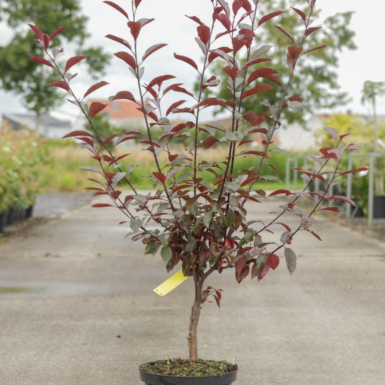 Prunus Cerasifera 'crimson Pointe' - View 21 from www redcrocus com
