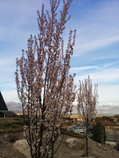Prunus Cerasifera 'crimson Pointe' - View 22 from www redcrocus com