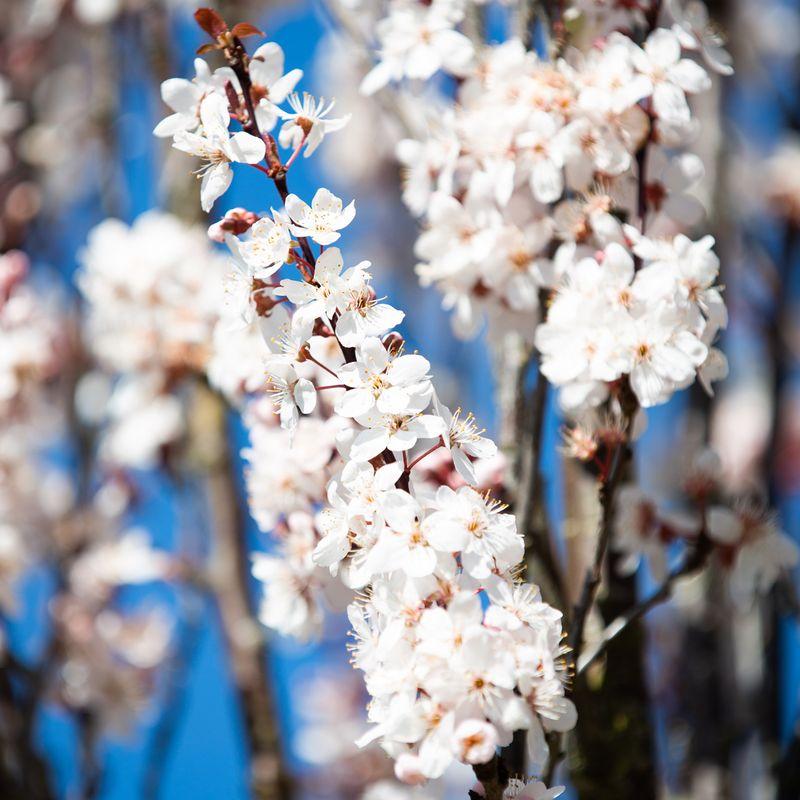 Prunus Cerasifera 'crimson Pointe' - View 24 from www redcrocus com