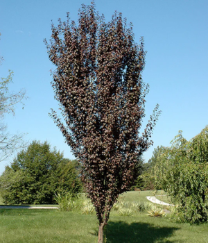 Prunus Cerasifera 'crimson Pointe' - View 25 from www redcrocus com