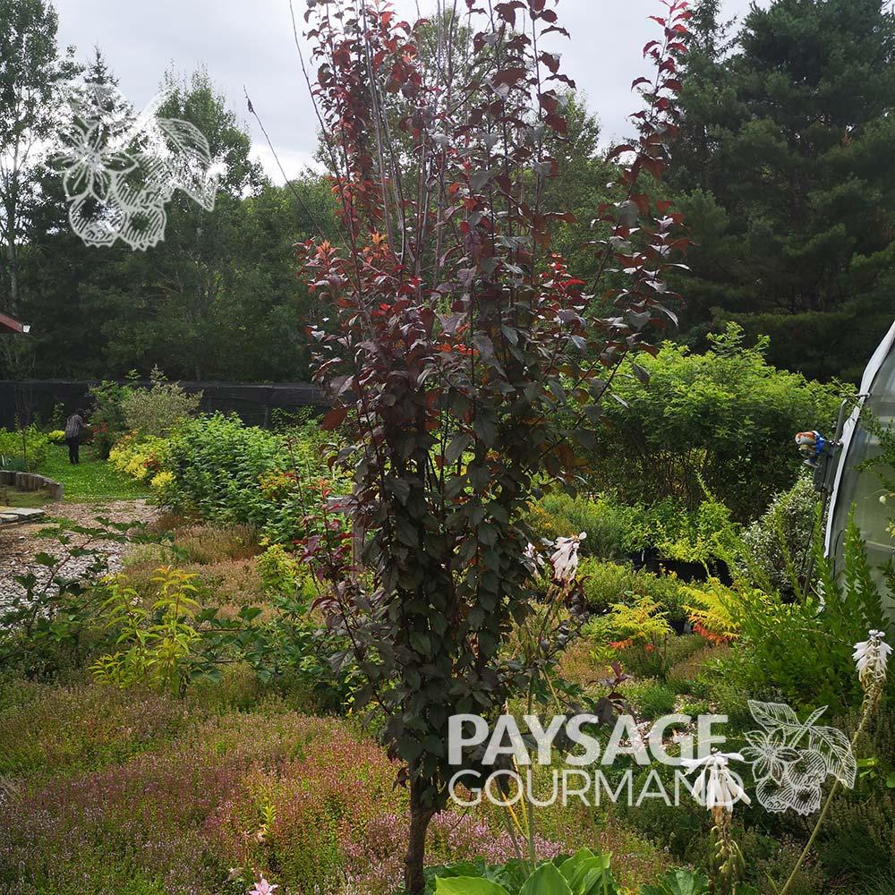 Prunus Cerasifera 'crimson Pointe' - View 26 from www redcrocus com