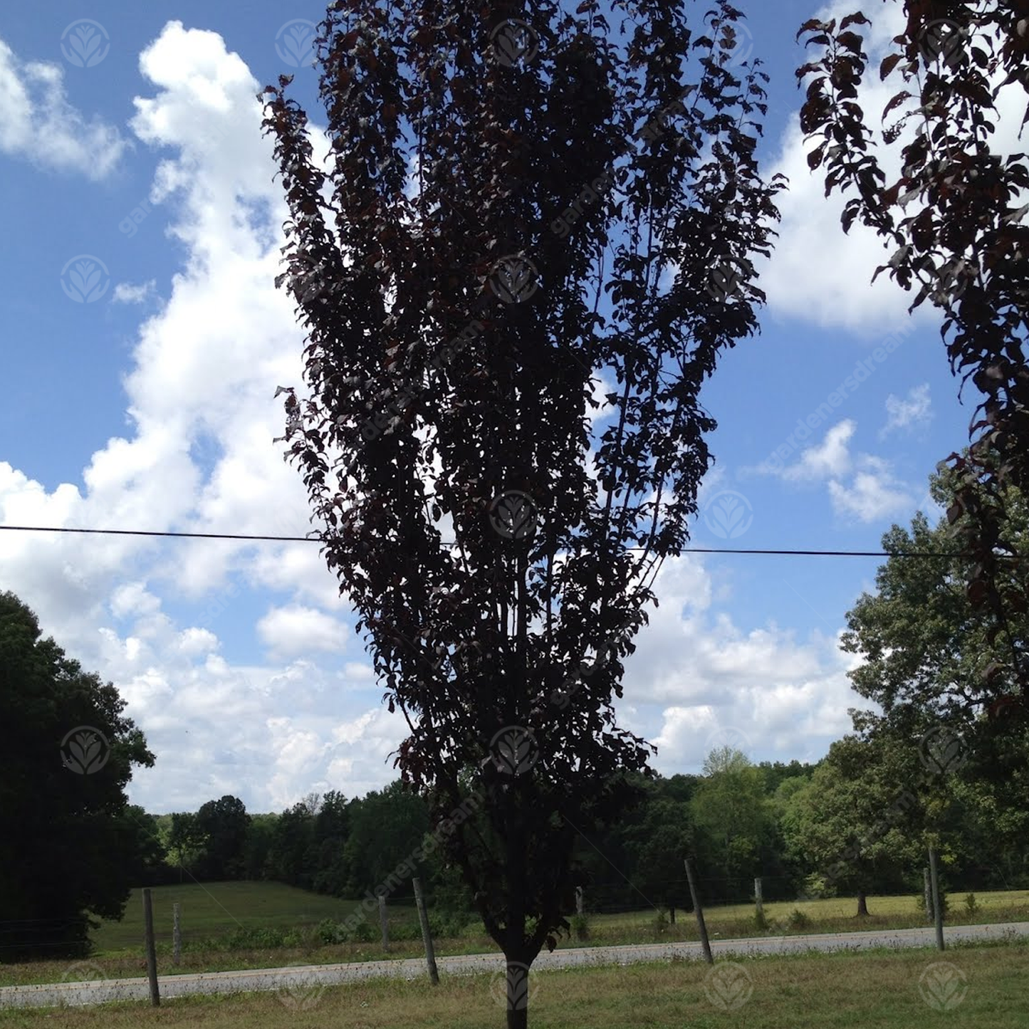 Prunus Cerasifera 'crimson Pointe' - View 27 from www redcrocus com