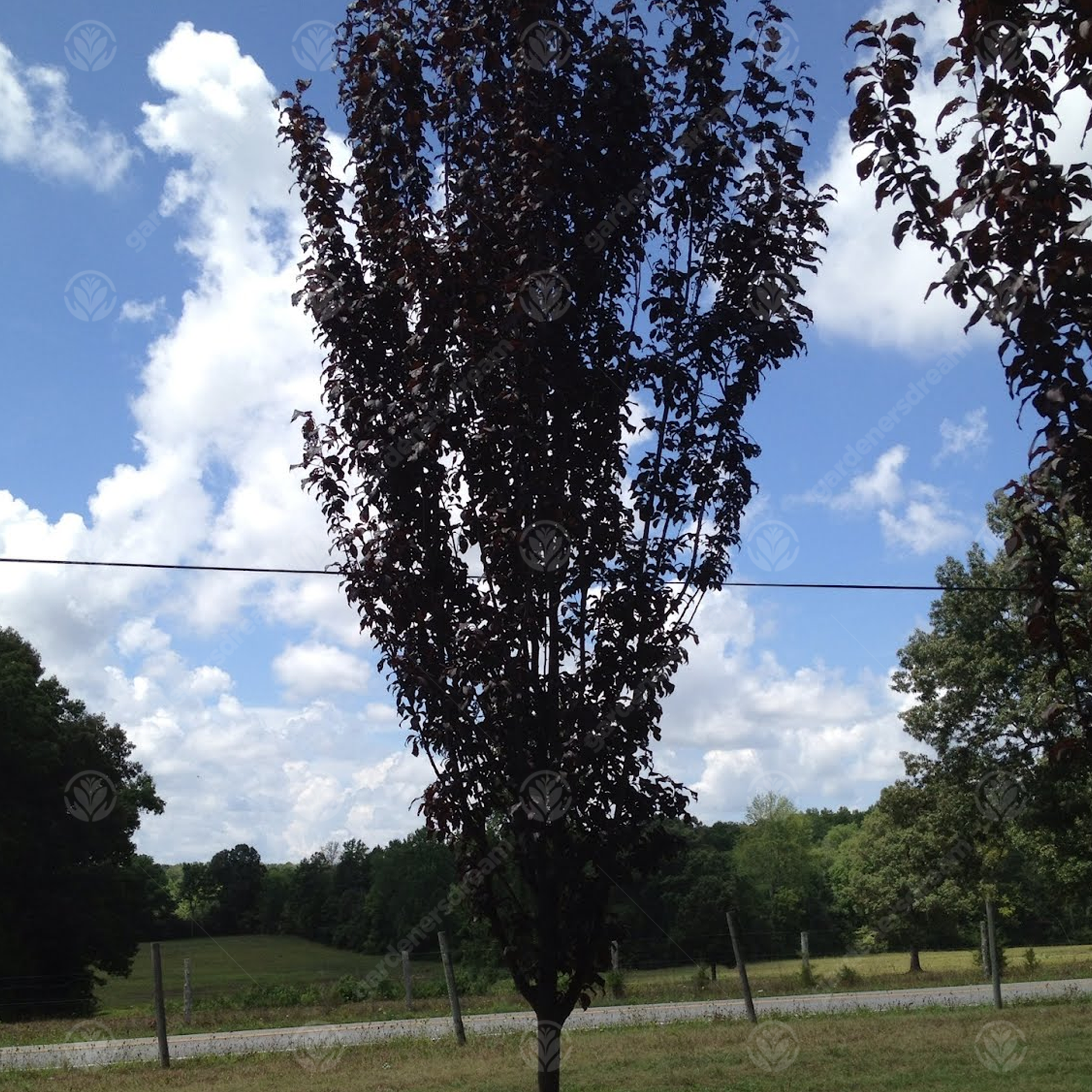 Prunus Cerasifera 'crimson Pointe' - View 28 from www redcrocus com