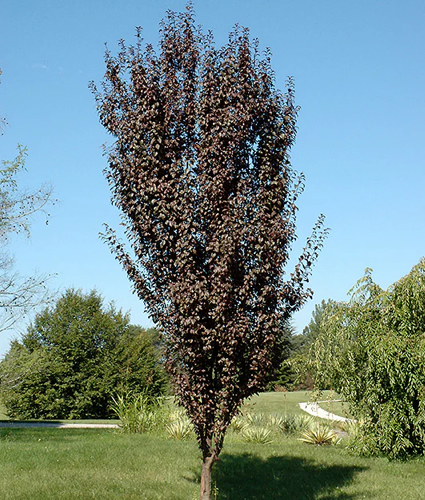 Prunus Cerasifera 'crimson Pointe' - View 29 from www redcrocus com