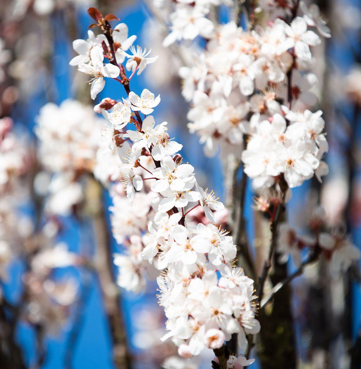 Prunus Cerasifera 'crimson Pointe' - View 31 from www redcrocus com