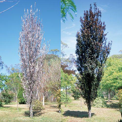 Prunus Cerasifera 'crimson Pointe' - View 33 from www redcrocus com
