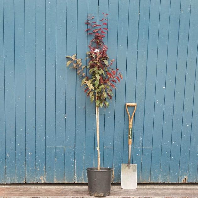 Prunus Cerasifera 'crimson Pointe' - View 35 from www redcrocus com