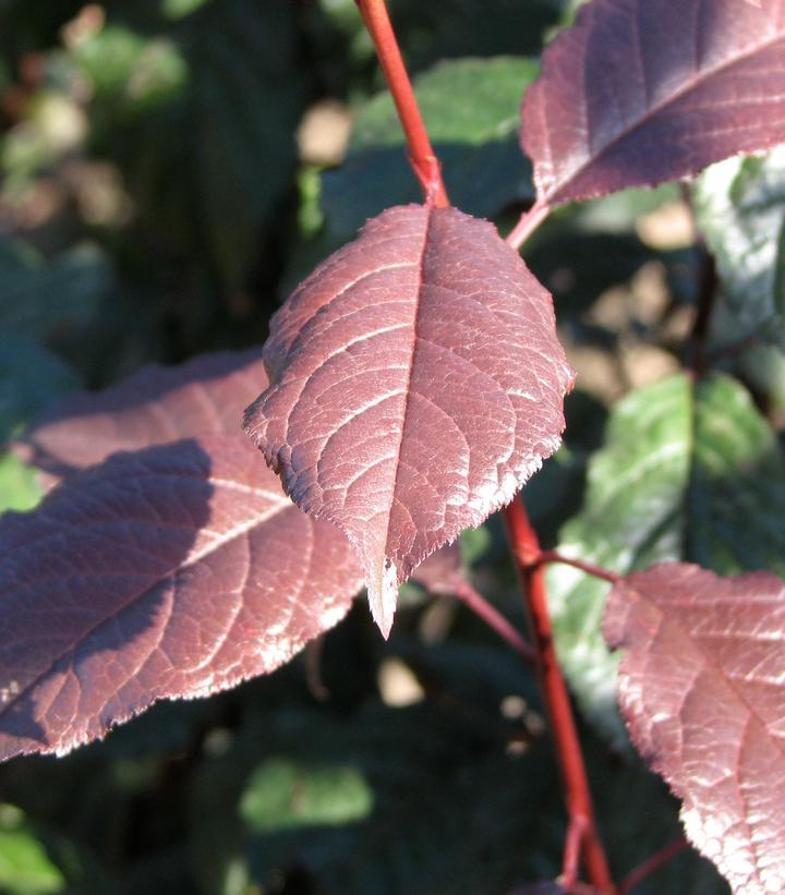 Prunus Cerasifera 'crimson Pointe' - View 36 from www redcrocus com