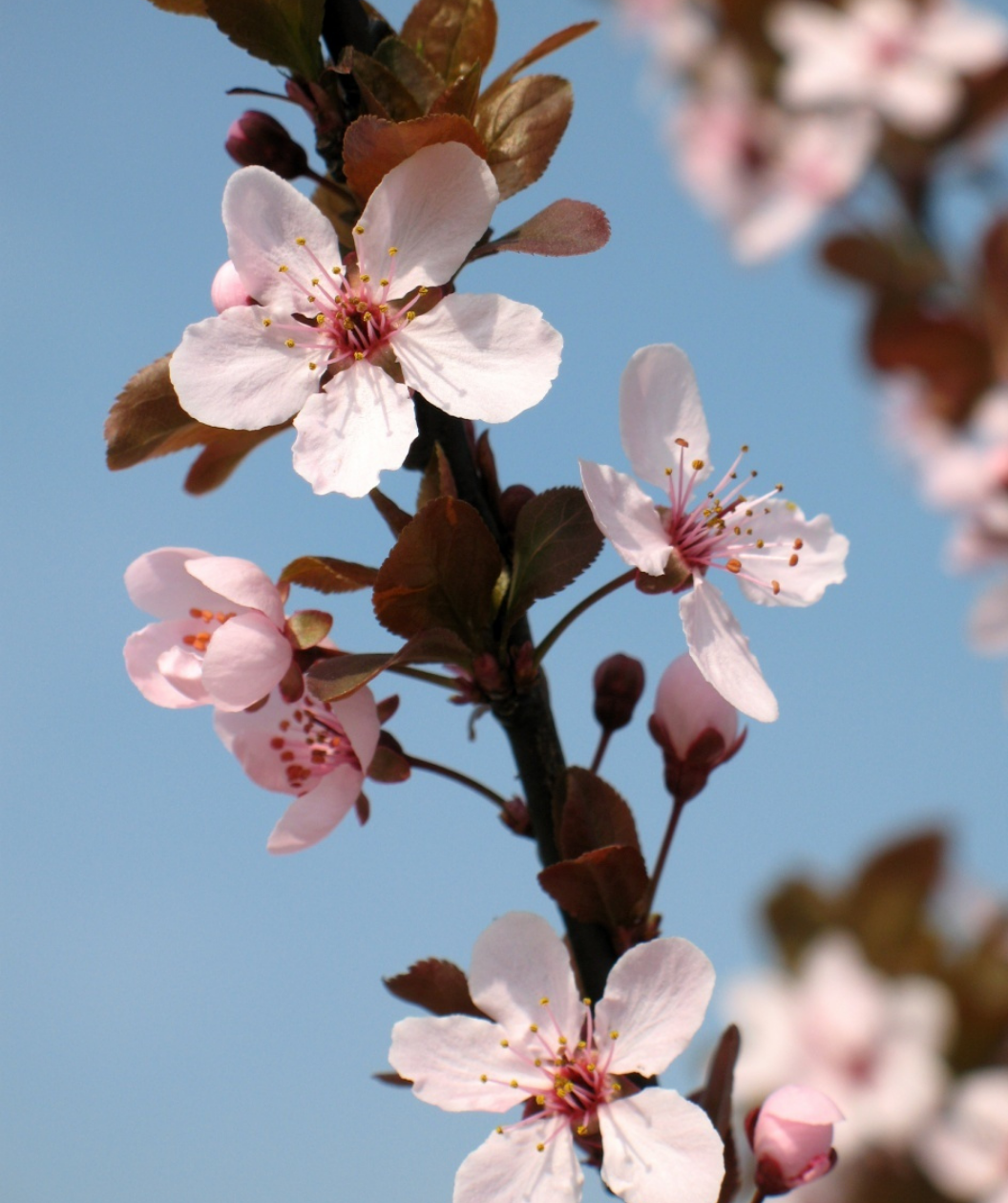 Prunus Cerasifera 'crimson Pointe' - View 36 from www redcrocus com
