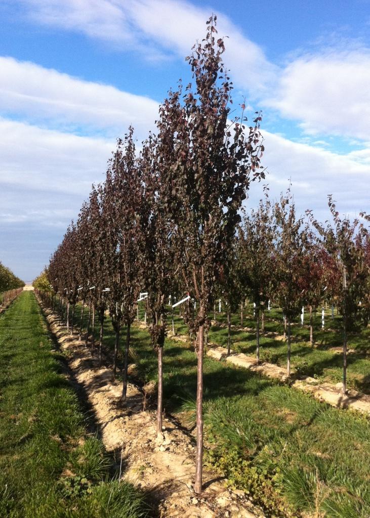 Prunus Cerasifera 'crimson Pointe' - View 38 from www redcrocus com