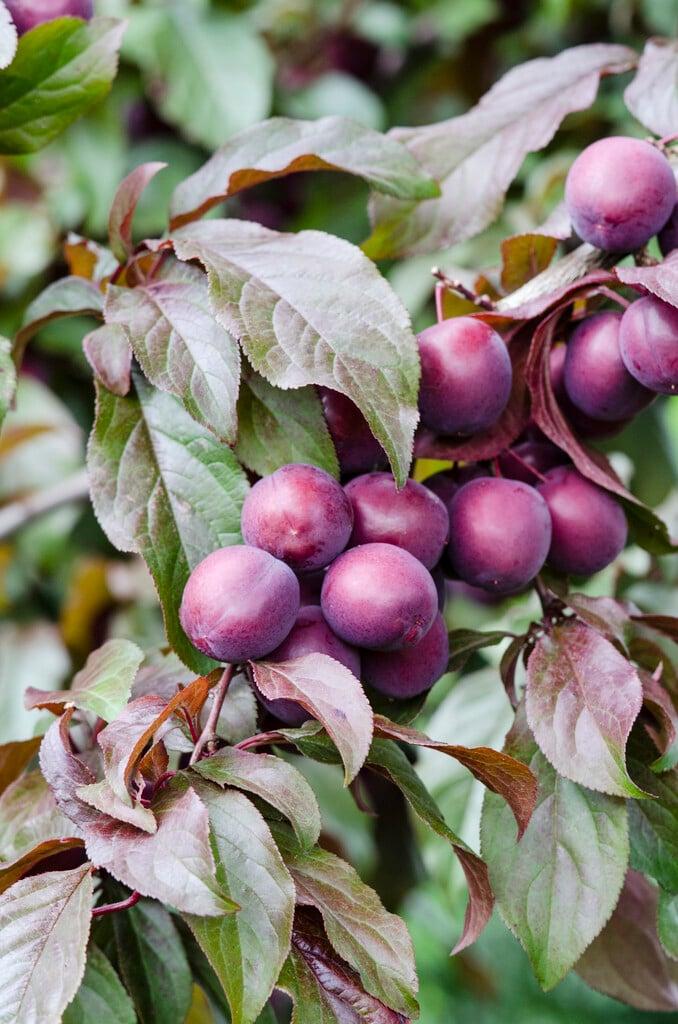 Prunus Cerasifera 'crimson Pointe' - View 3 from www redcrocus com