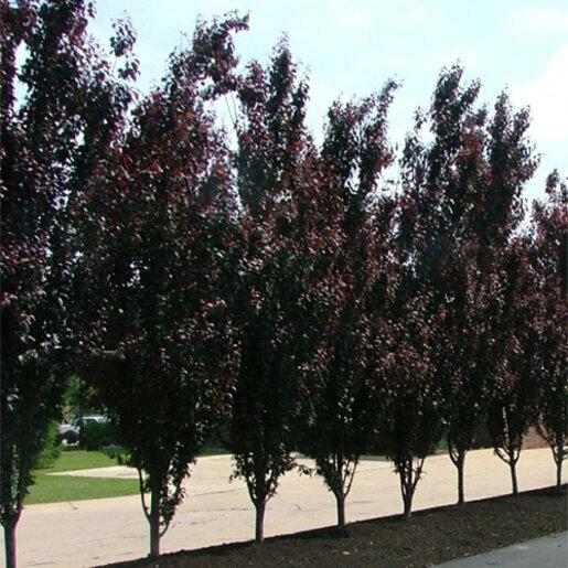Prunus Cerasifera 'crimson Pointe' - View 4 from www redcrocus com