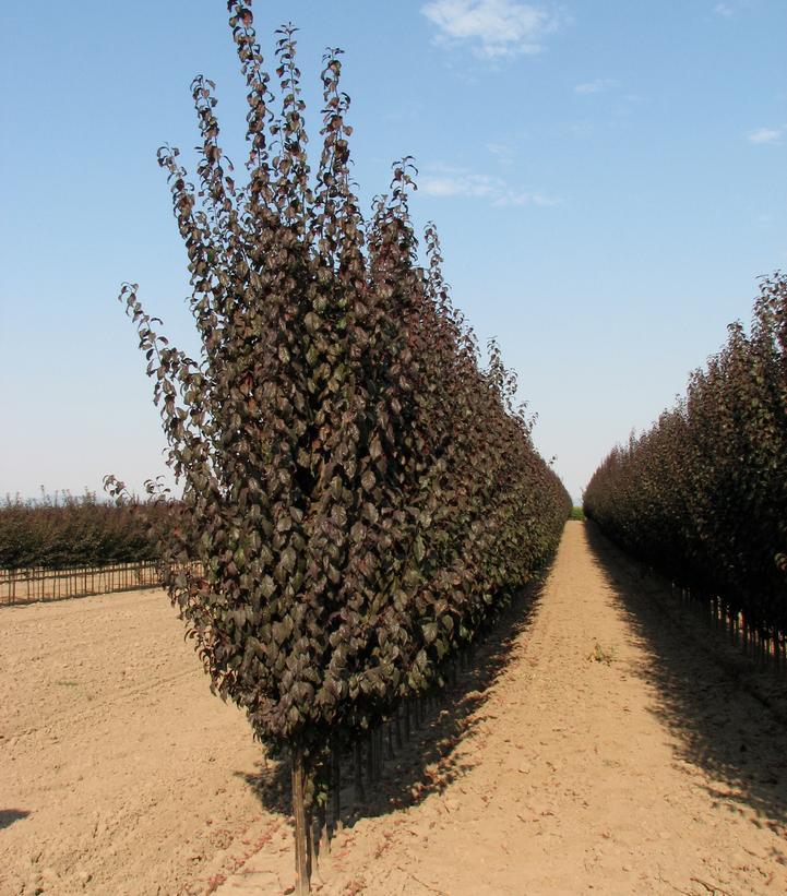 Prunus Cerasifera 'crimson Pointe' - View 5 from www redcrocus com