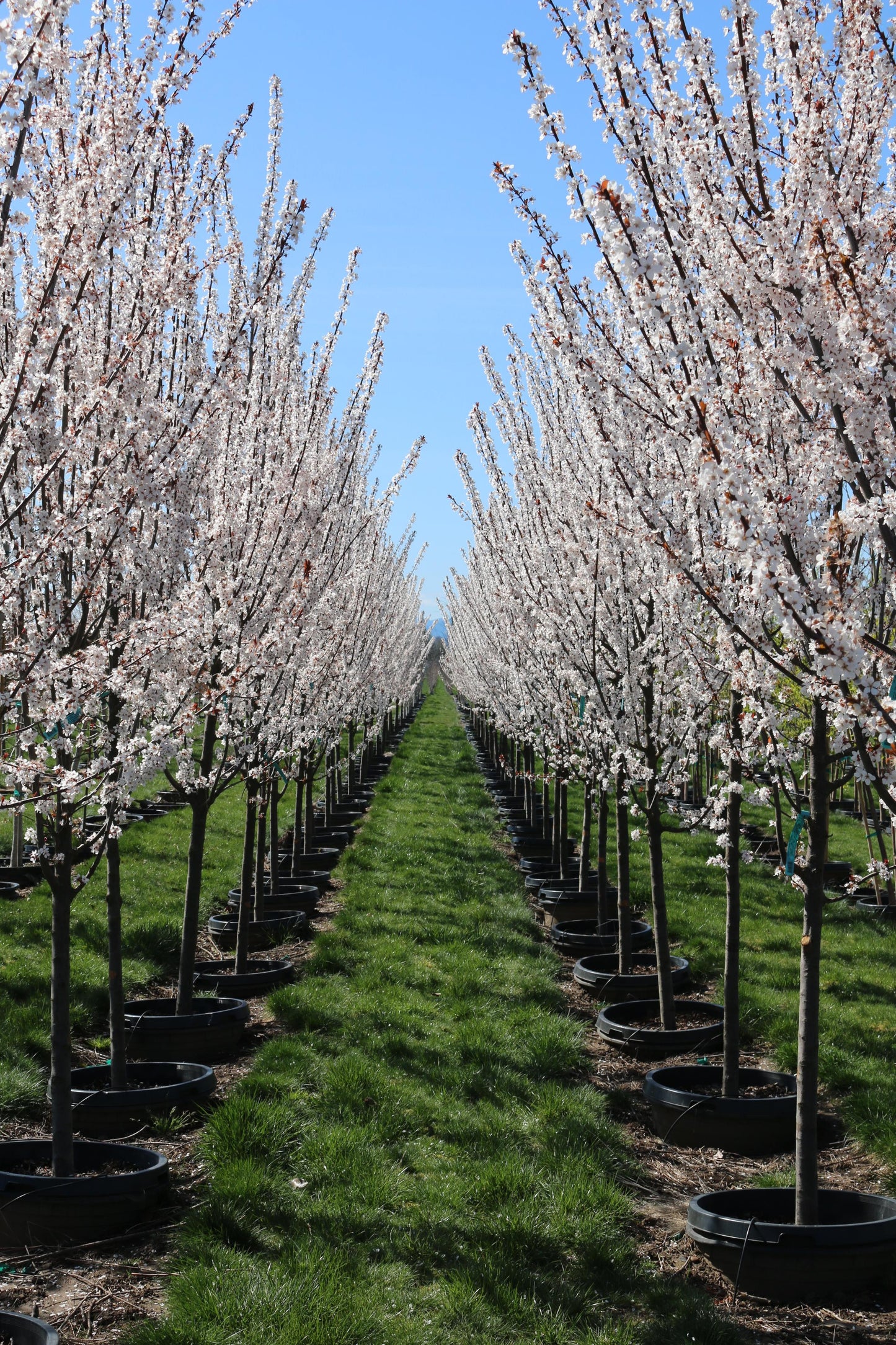Prunus Cerasifera 'crimson Pointe' - View 8 from www redcrocus com