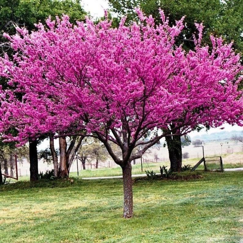 Cercis Canadensis Single Stem - View 19 from www redcrocus com