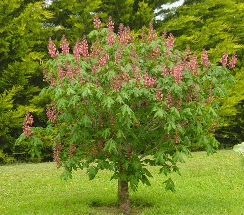 Aesculus Carnea Briotii Single Stem - View 10 from www redcrocus com