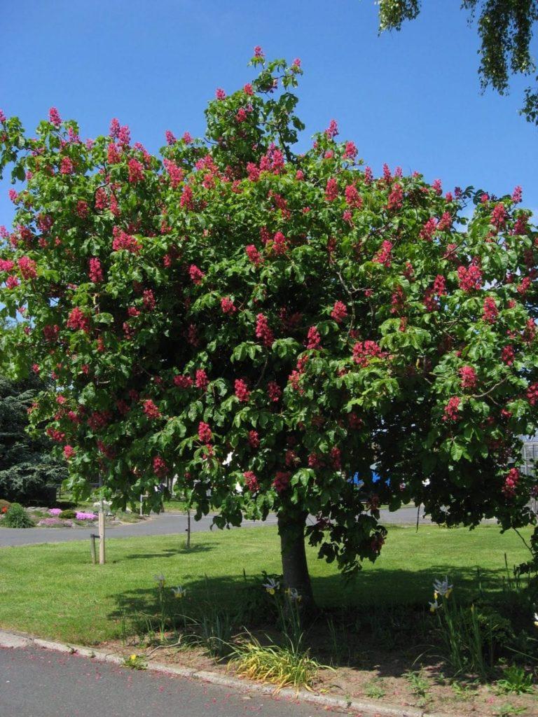Aesculus Carnea Briotii Single Stem - View 11 from www redcrocus com